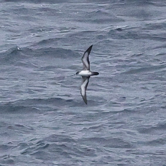 shearwater sp. - ML609457006