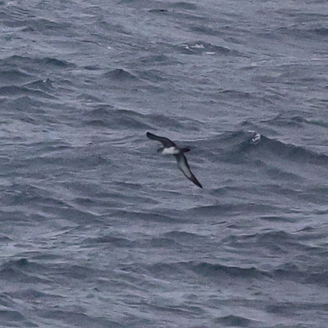 shearwater sp. - ML609457007