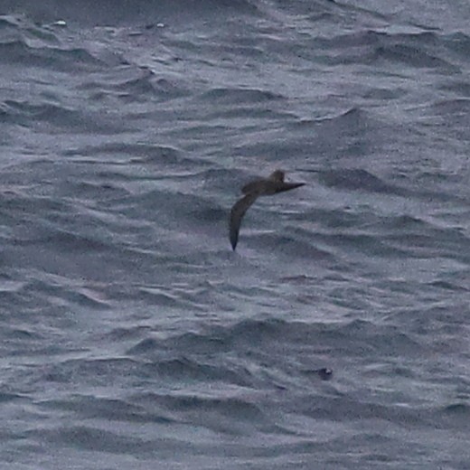 shearwater sp. - ML609457008