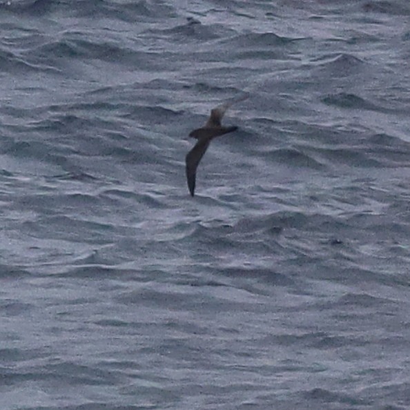 shearwater sp. - ML609457009