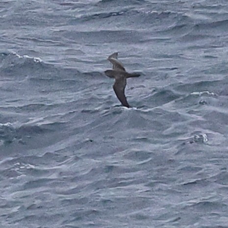 shearwater sp. - ML609457010