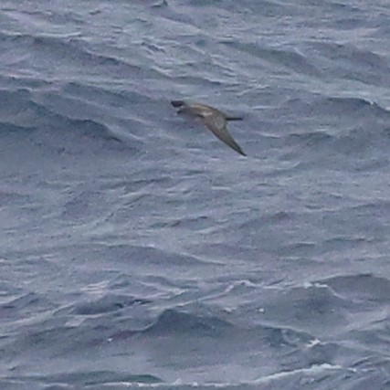 shearwater sp. - ML609457011