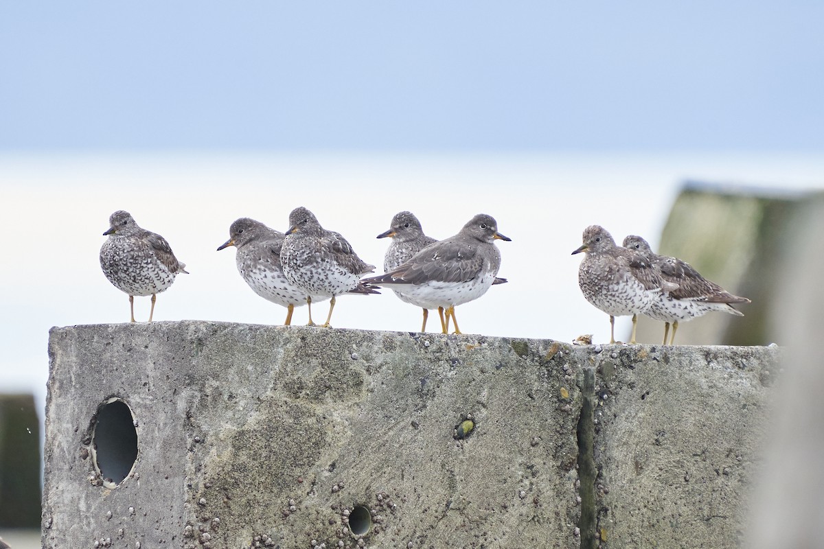 Surfbird - ML609457050