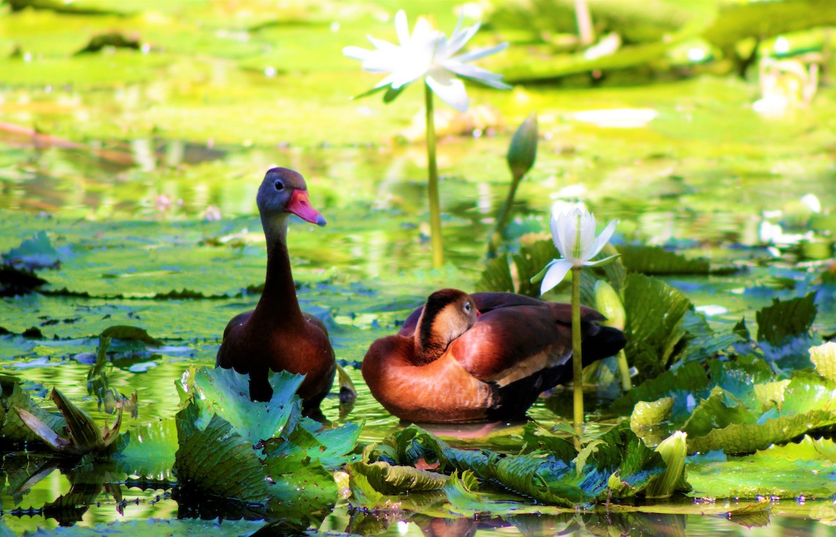 Black-bellied Whistling-Duck - ML609457077