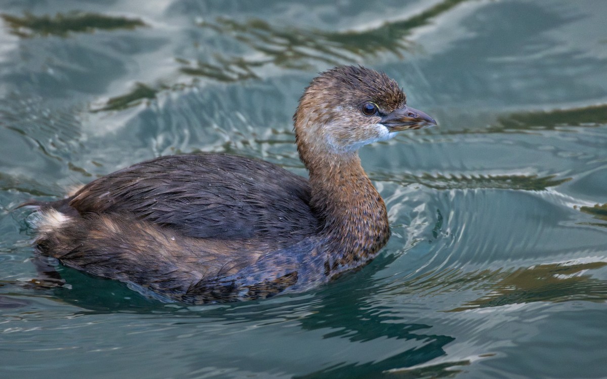 Pied-billed Grebe - Rain Saulnier