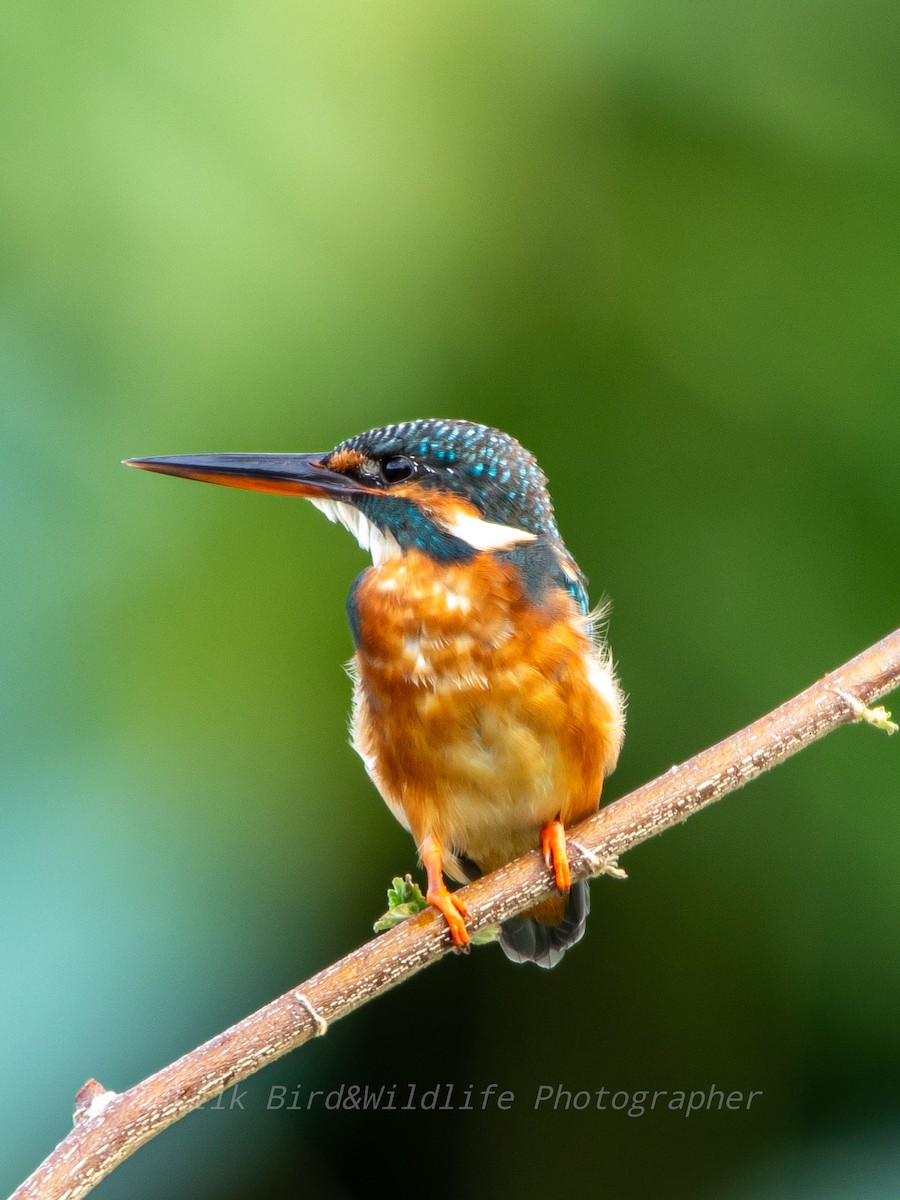 ledňáček říční - ML609457116