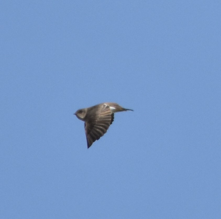 Northern Rough-winged Swallow - Erin Foster