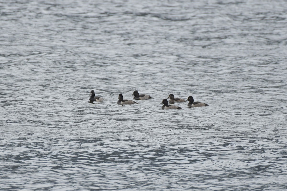 Ring-necked Duck - ML609457209