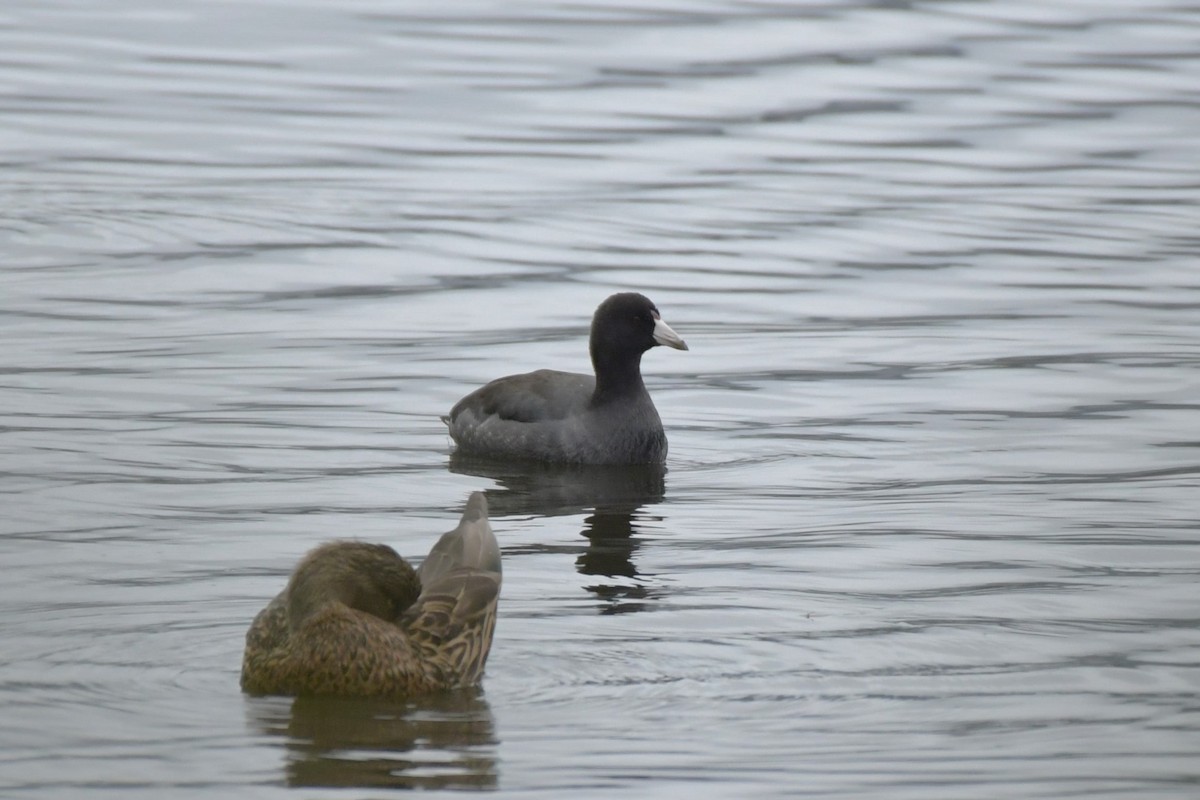 American Coot - ML609457216