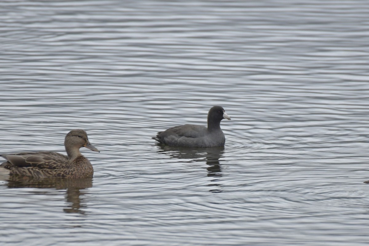 American Coot - ML609457217