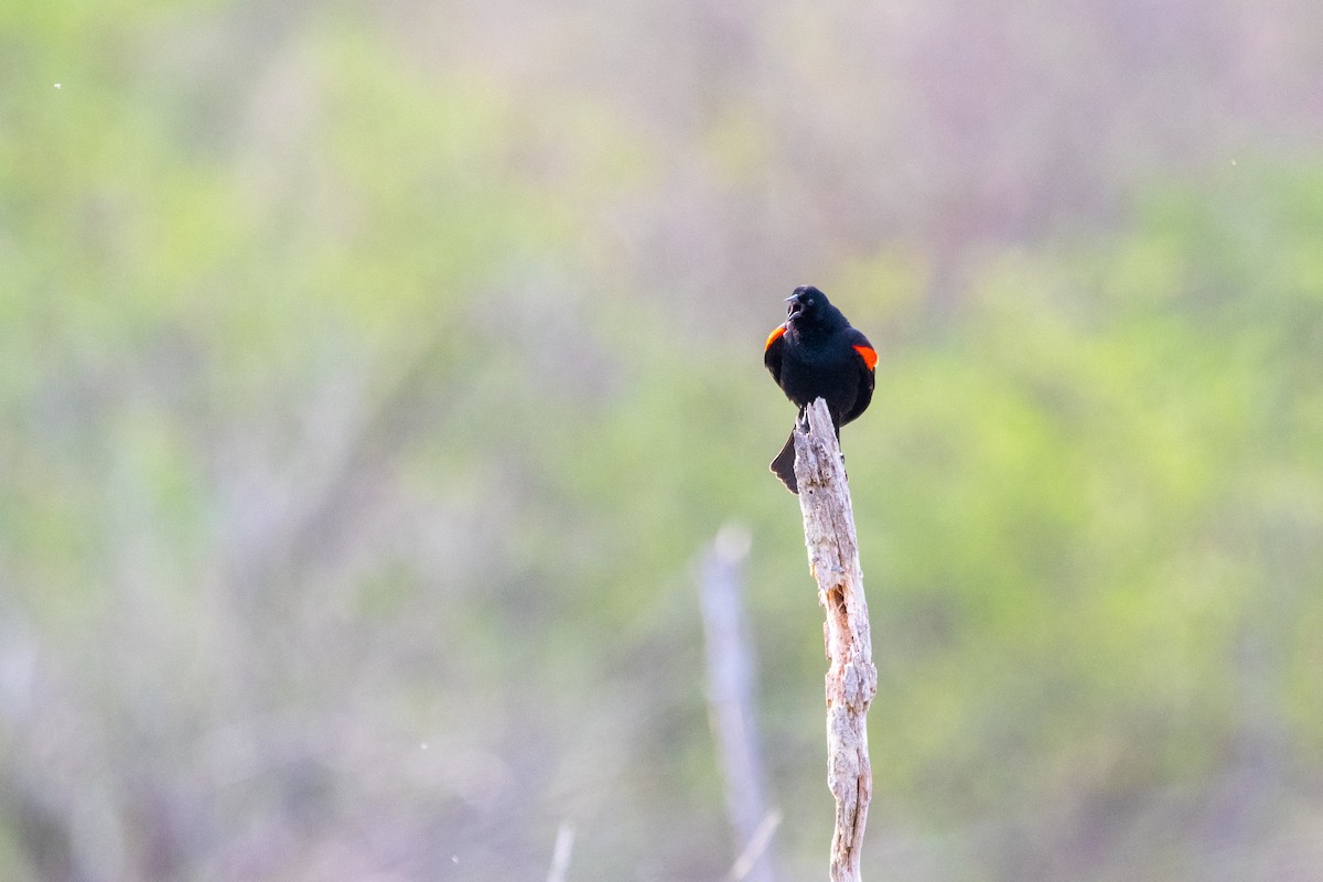 Red-winged Blackbird - ML609457229
