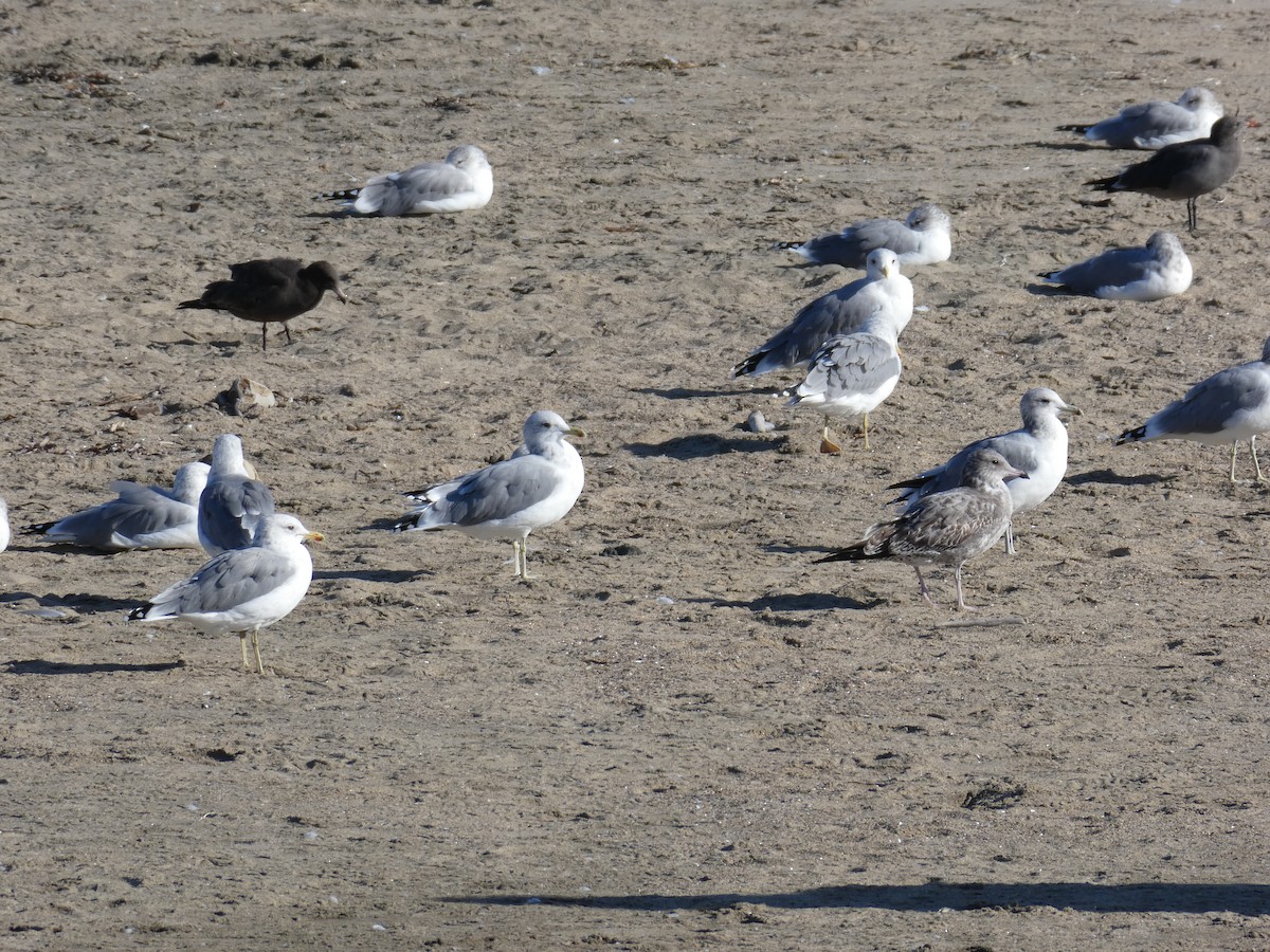 California Gull - ML609457308