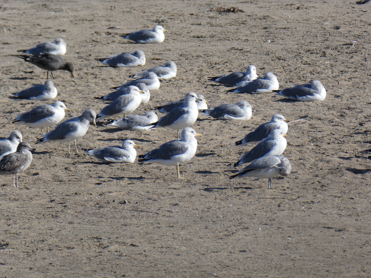 California Gull - ML609457326