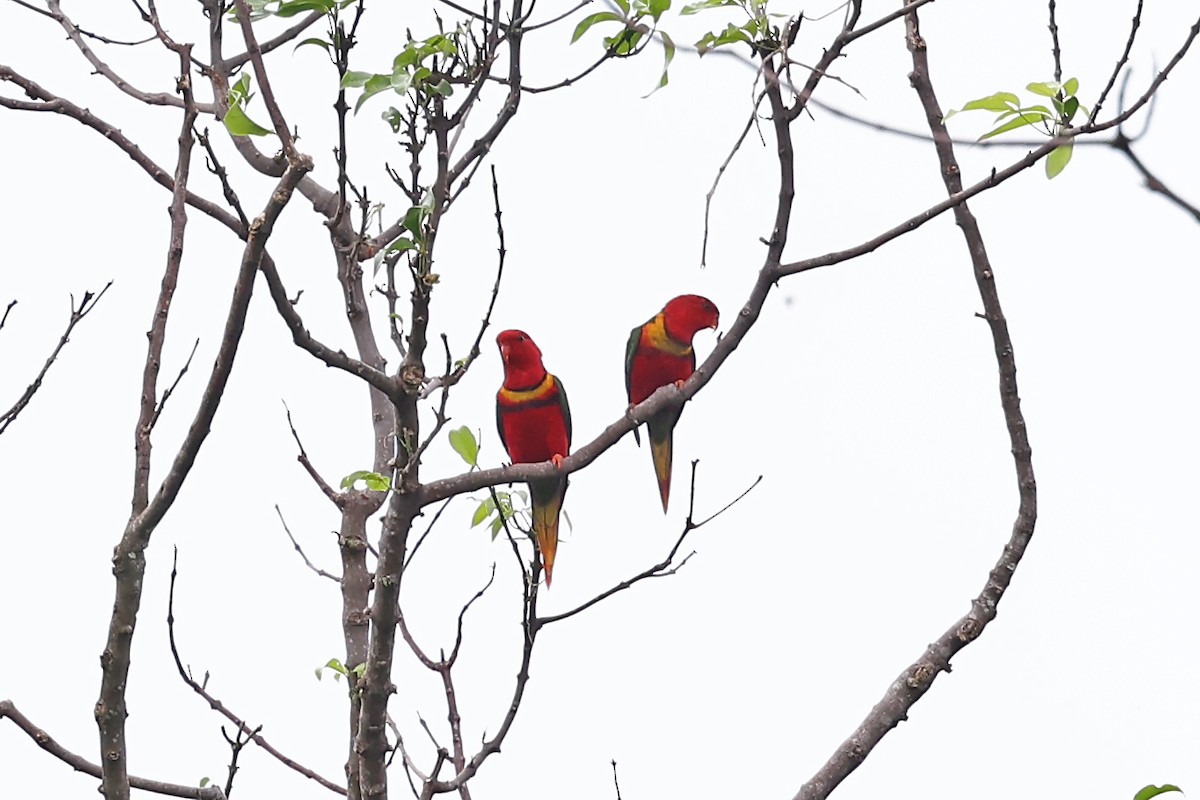 Duchess Lorikeet - ML609457330