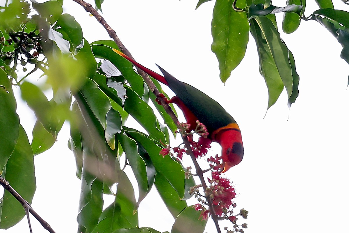 Duchess Lorikeet - Phillip Edwards