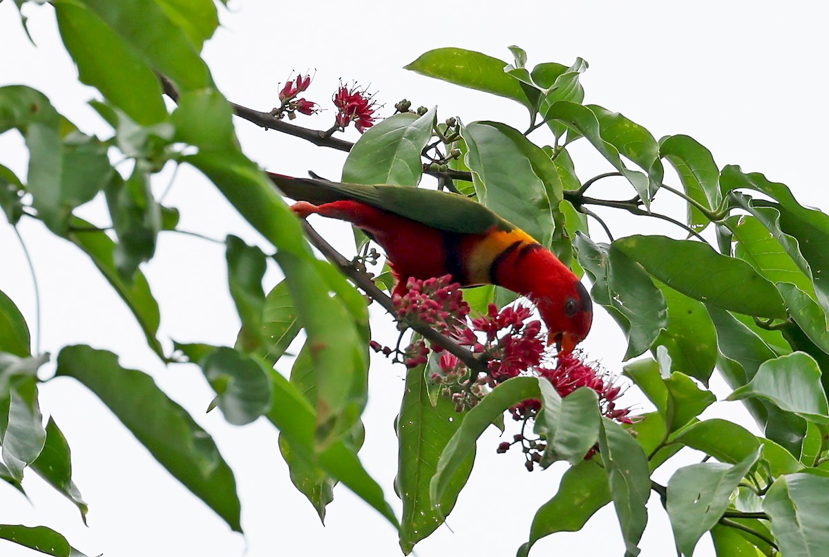 Duchess Lorikeet - ML609457333