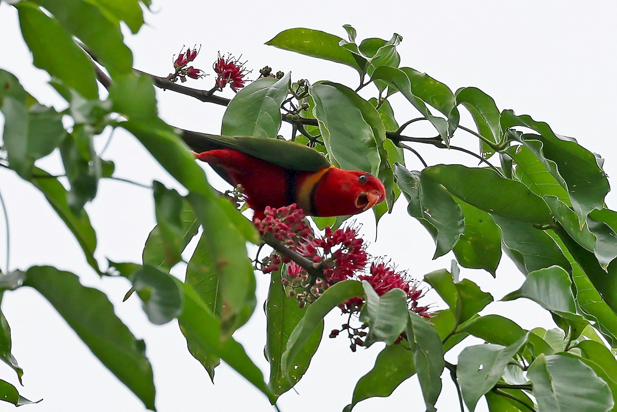 Duchess Lorikeet - ML609457351