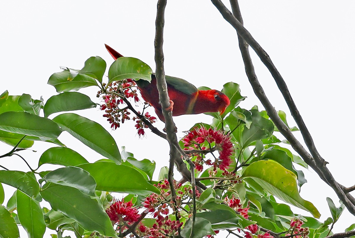 Duchess Lorikeet - ML609457353