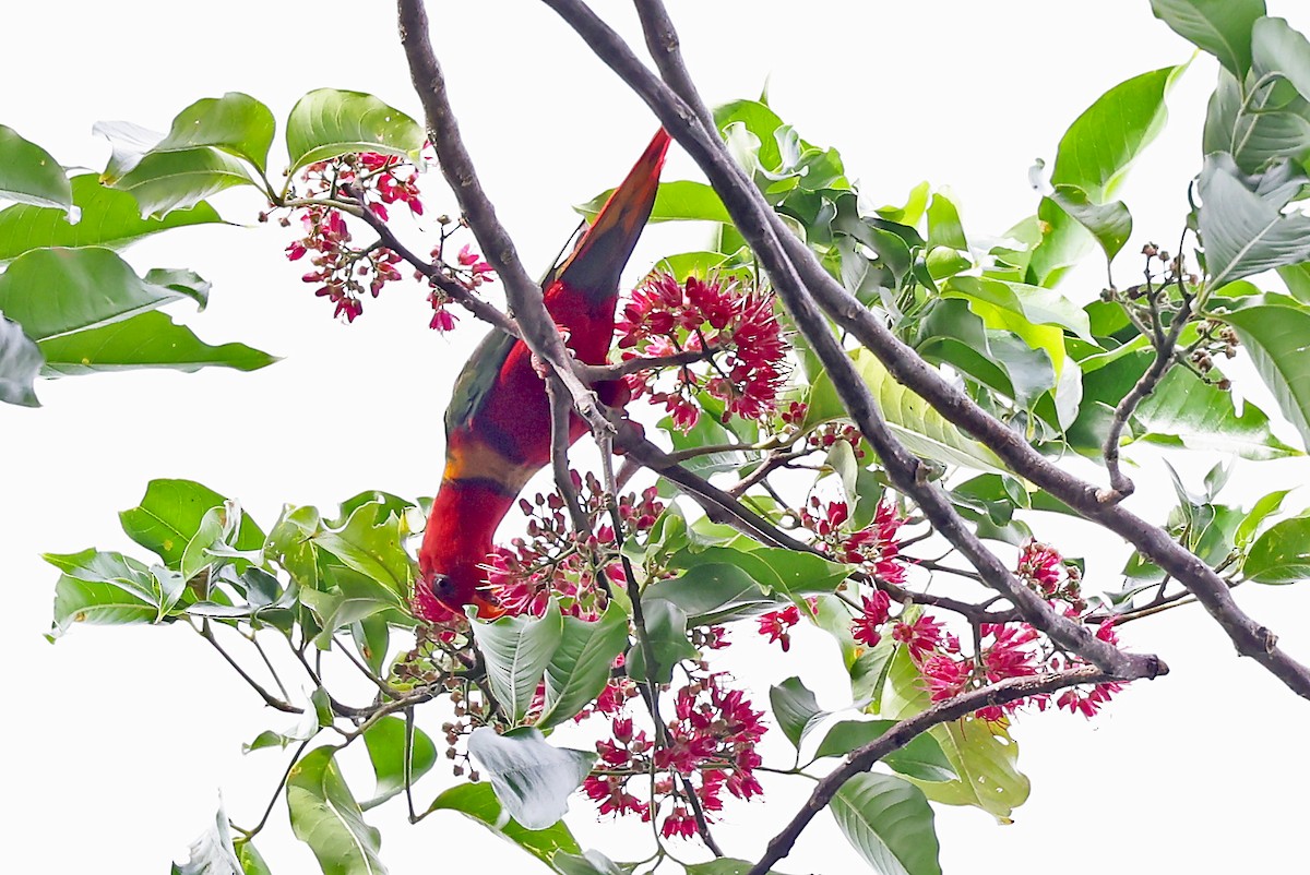 Margarita Loriketi - ML609457354