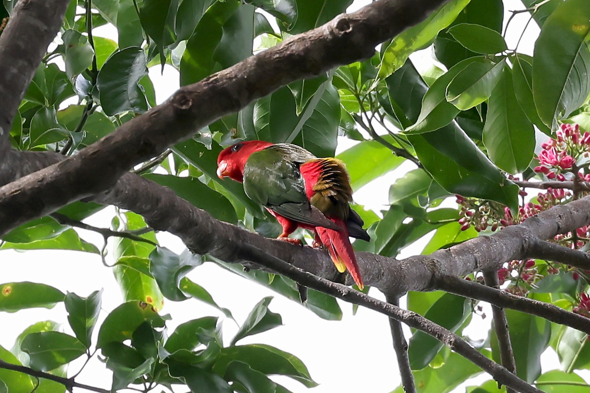 Duchess Lorikeet - ML609457356