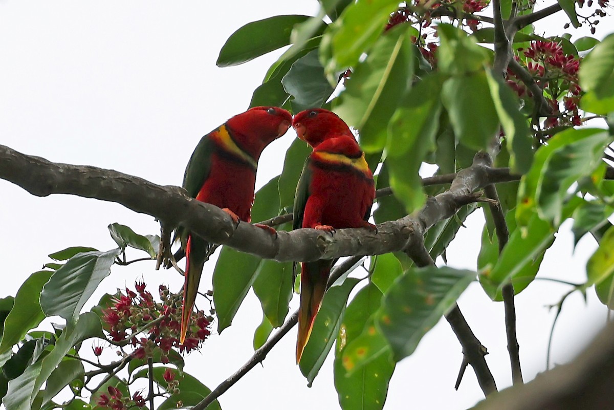 Duchess Lorikeet - ML609457362