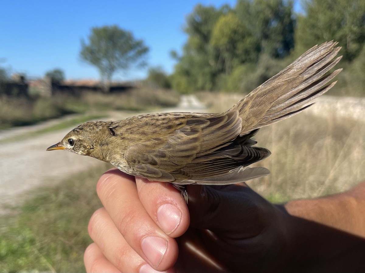 Common Grasshopper Warbler - ML609457375