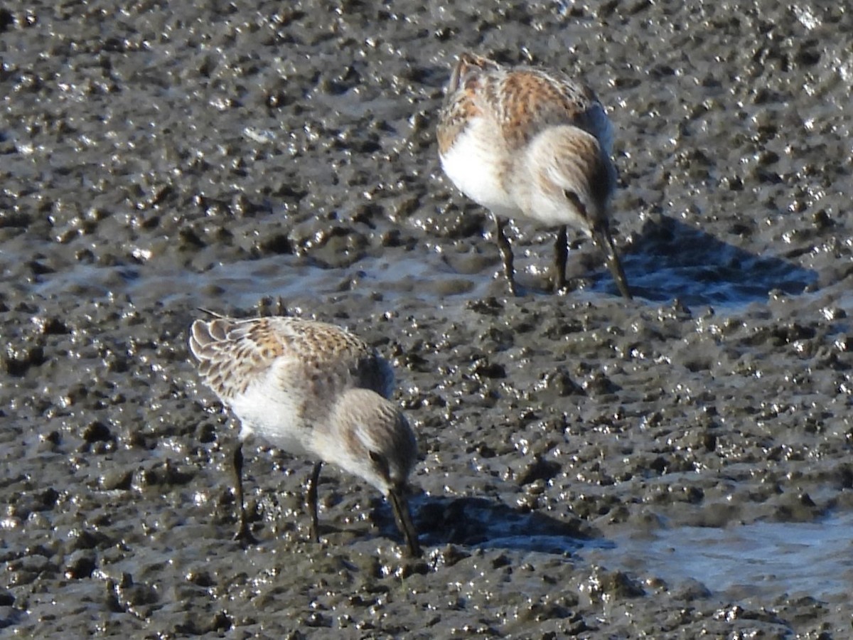 Bergstrandläufer - ML609457380