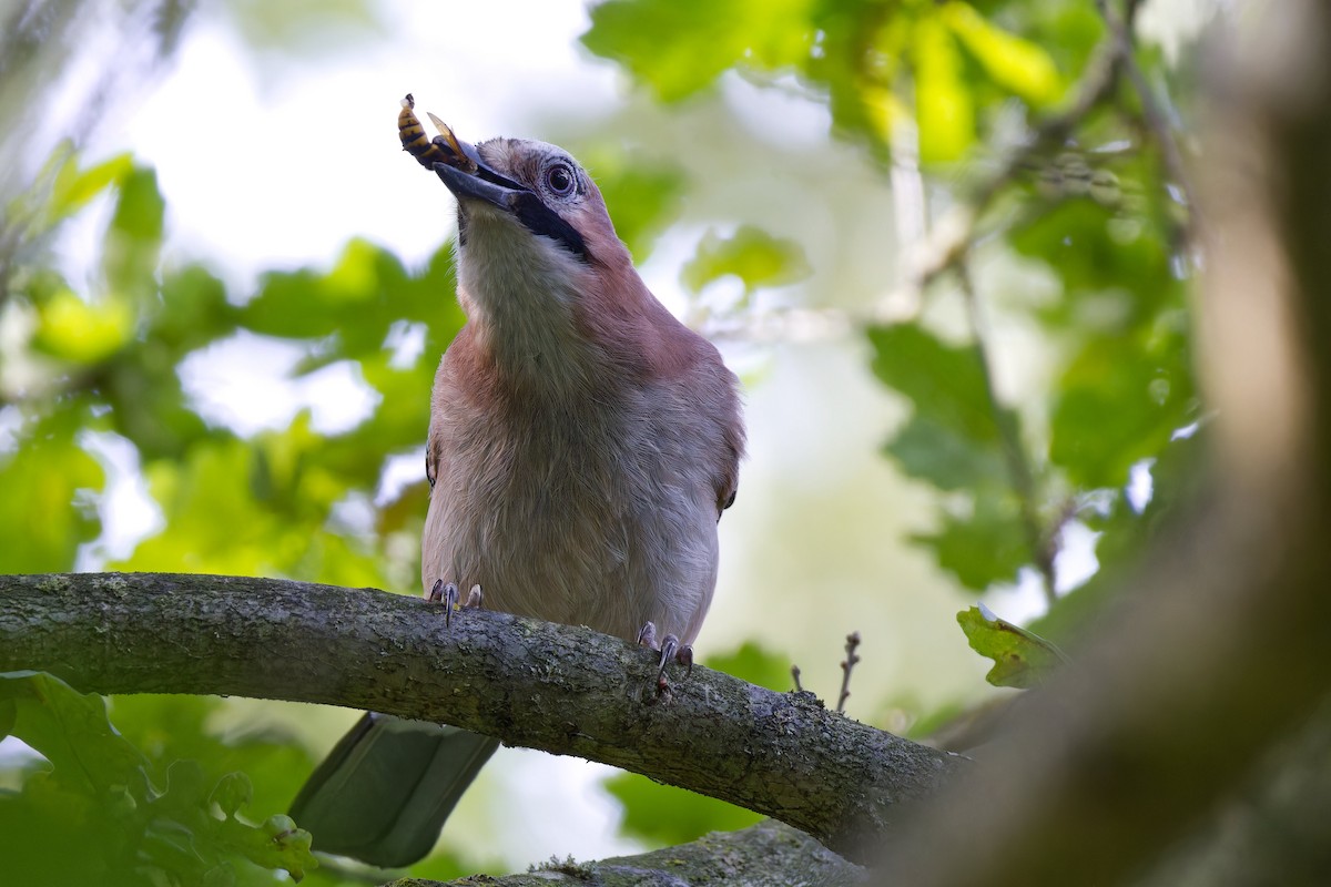 Eurasian Jay - ML609457430