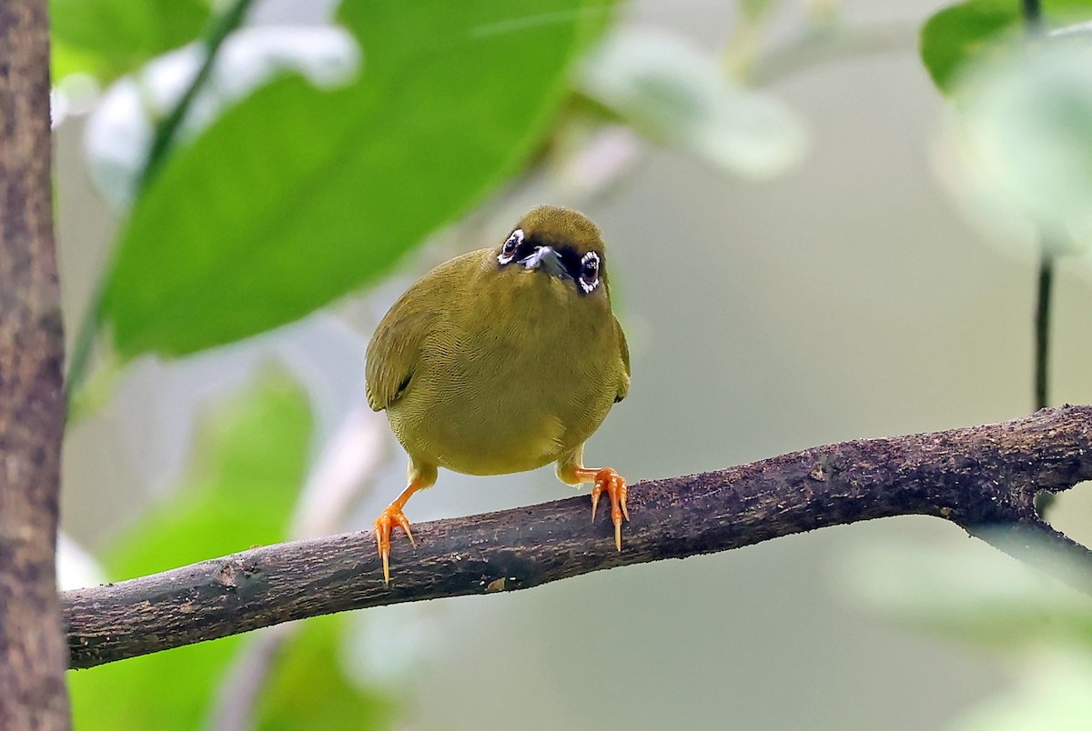 Solomons White-eye - ML609457444