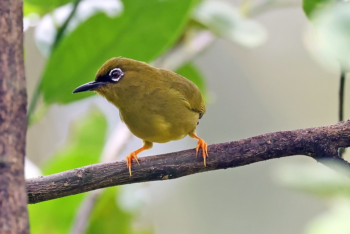 Solomons White-eye - ML609457447