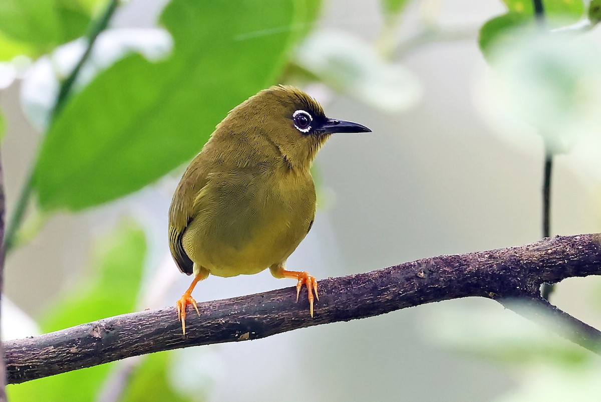 Solomons White-eye - ML609457448