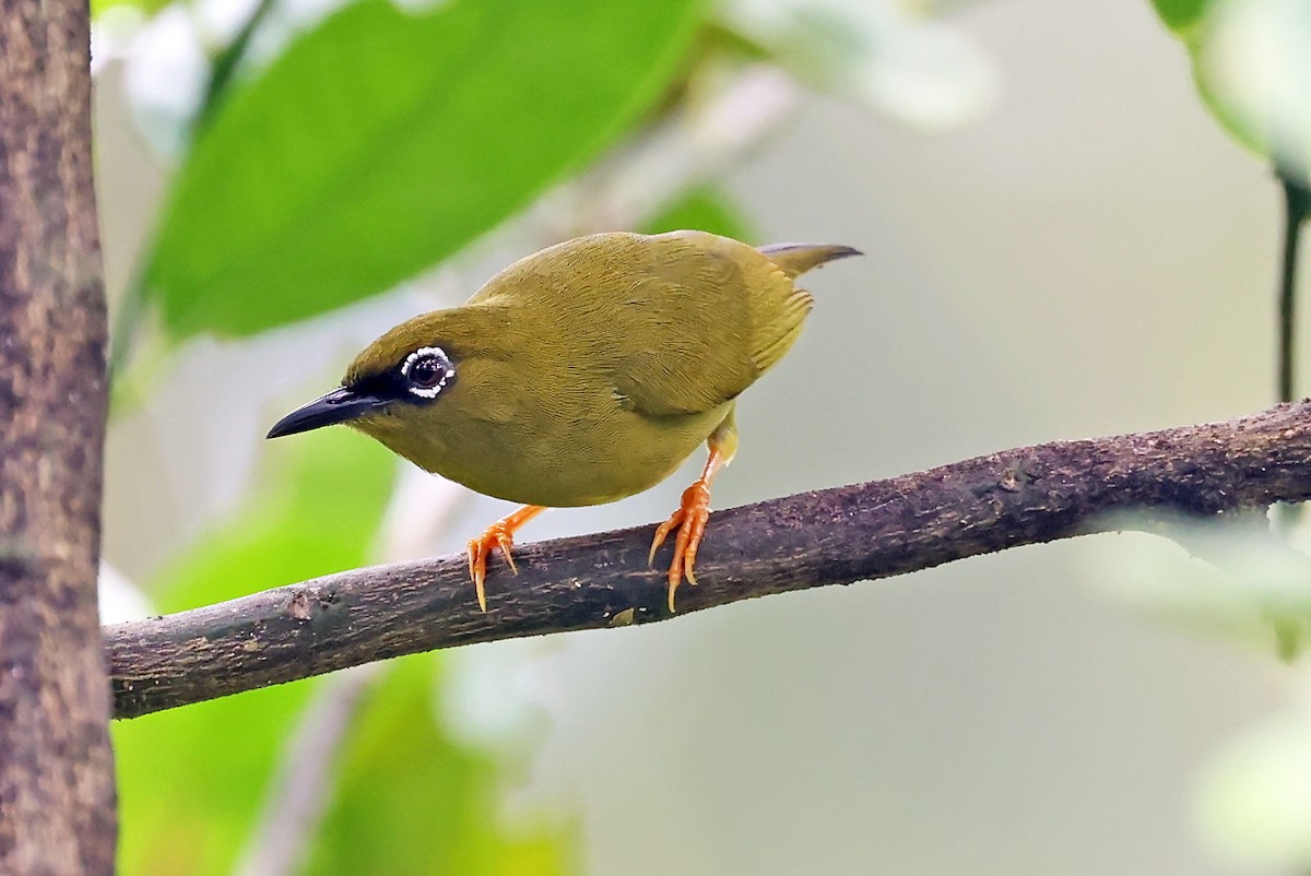 Solomons White-eye - ML609457449