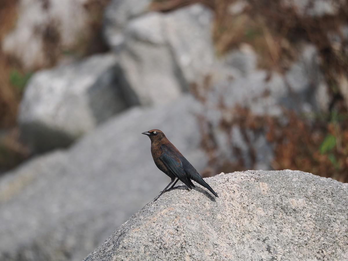 Rusty Blackbird - Diane LeBlanc