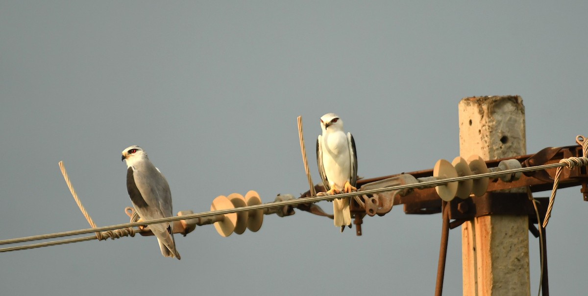 Black-winged Kite - ML609457508