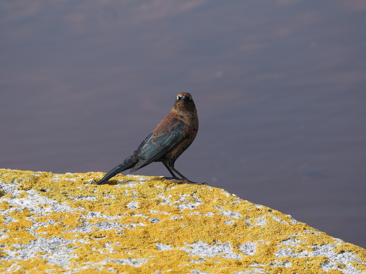 Rusty Blackbird - ML609457518