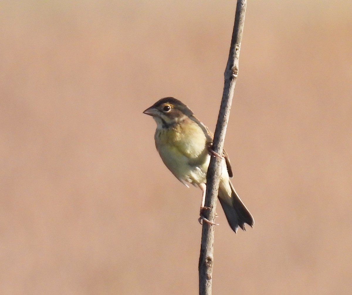 Dickcissel - ML609457525