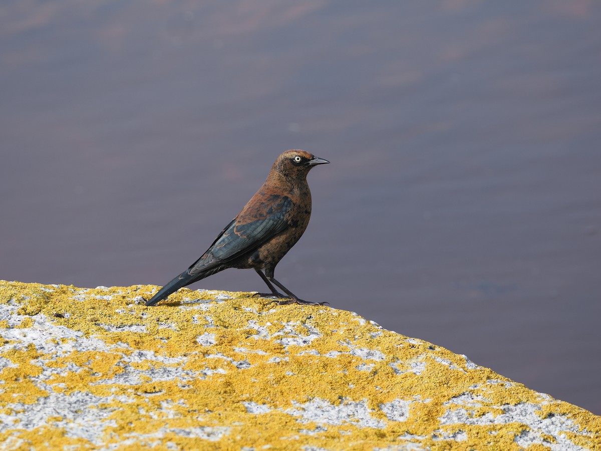 Rusty Blackbird - ML609457605