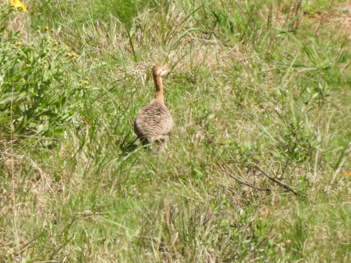 Red-winged Tinamou - ML609457643