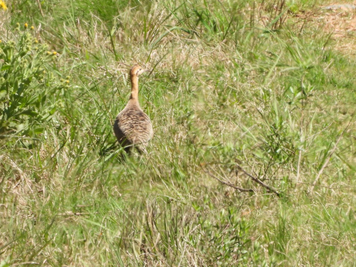 Red-winged Tinamou - ML609457656