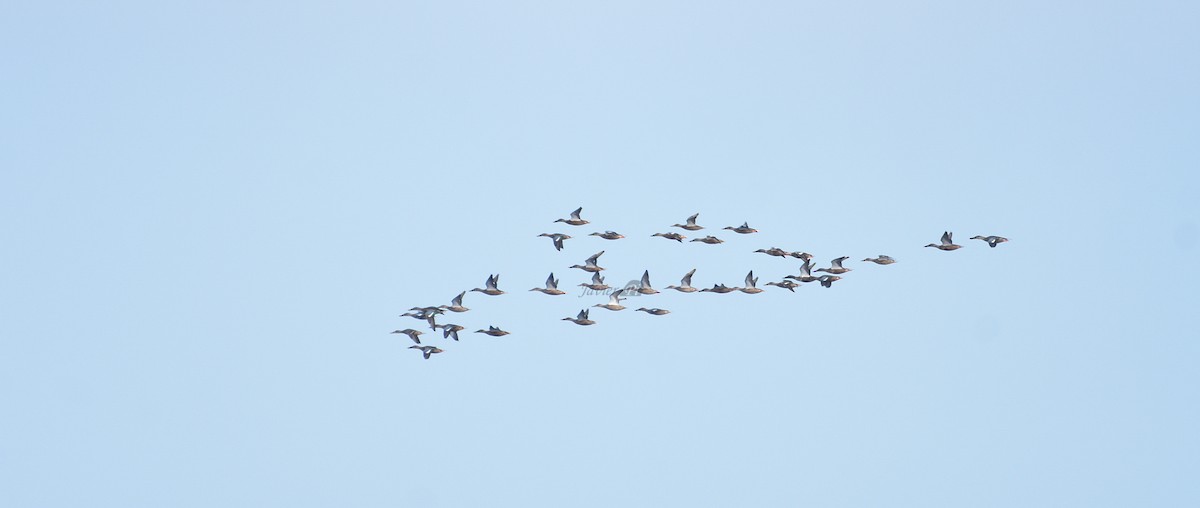 Northern Shoveler - ML609457721