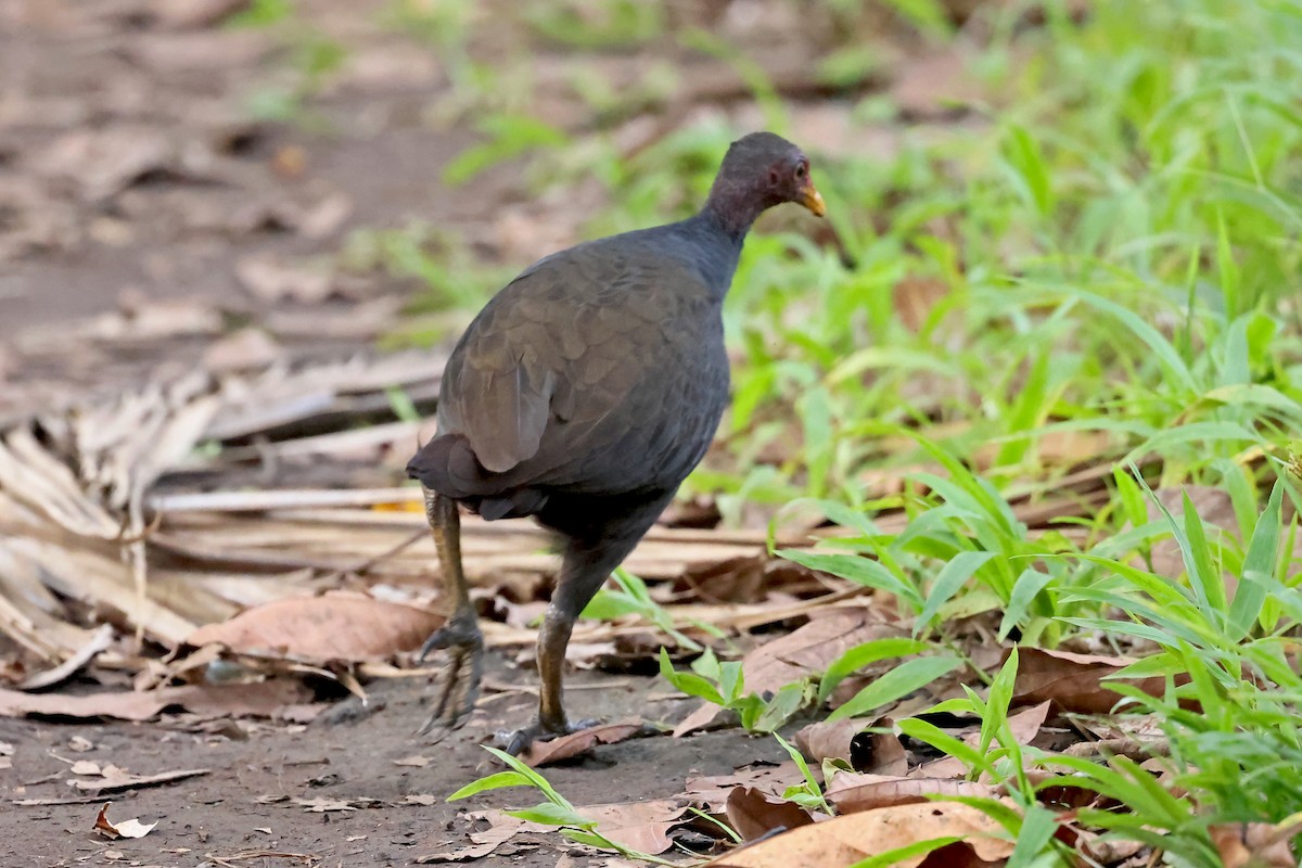 Bismarck-Großfußhuhn - ML609457743