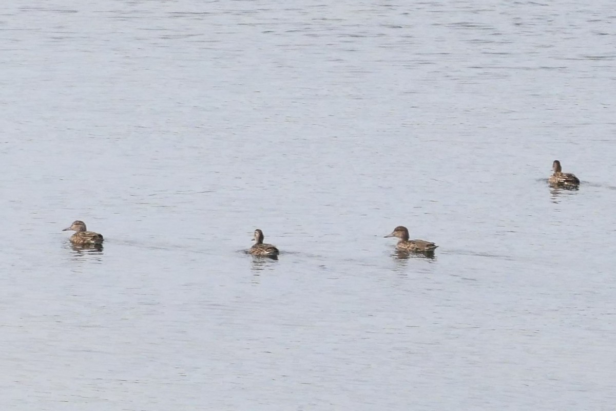 Green-winged Teal - ML609457766