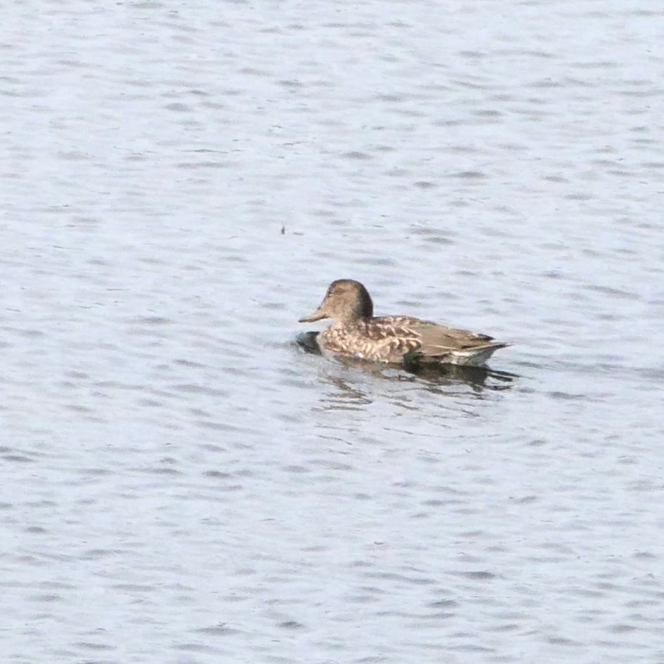 Green-winged Teal - ML609457767