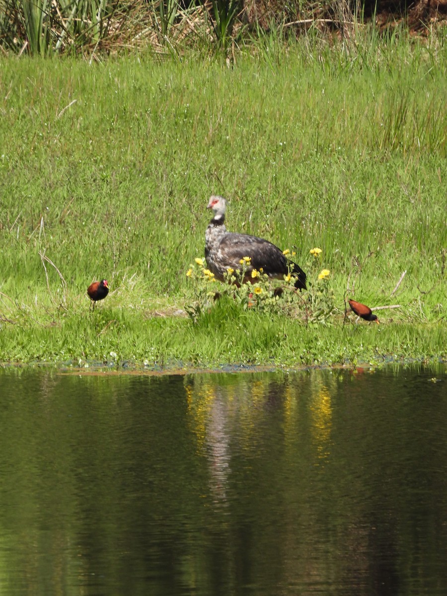 Wattled Jacana - ML609457769