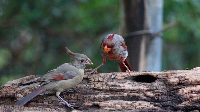 ørkenkardinal - ML609457854