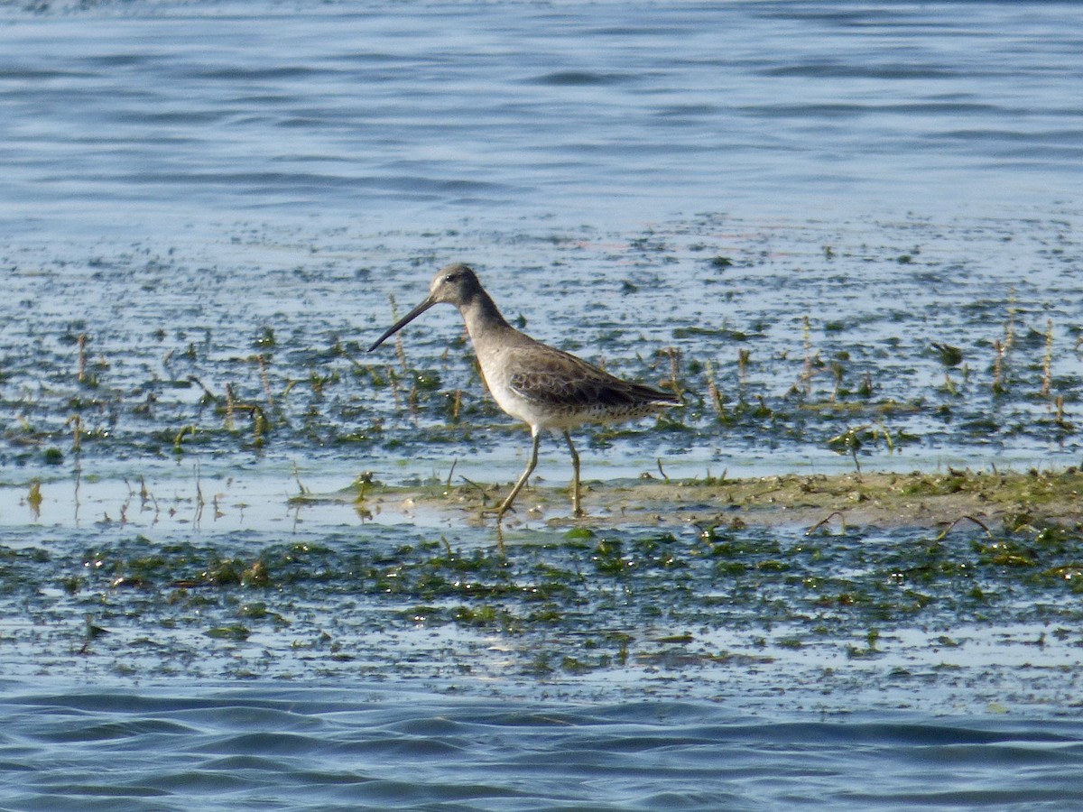 Long-billed Dowitcher - ML609458073