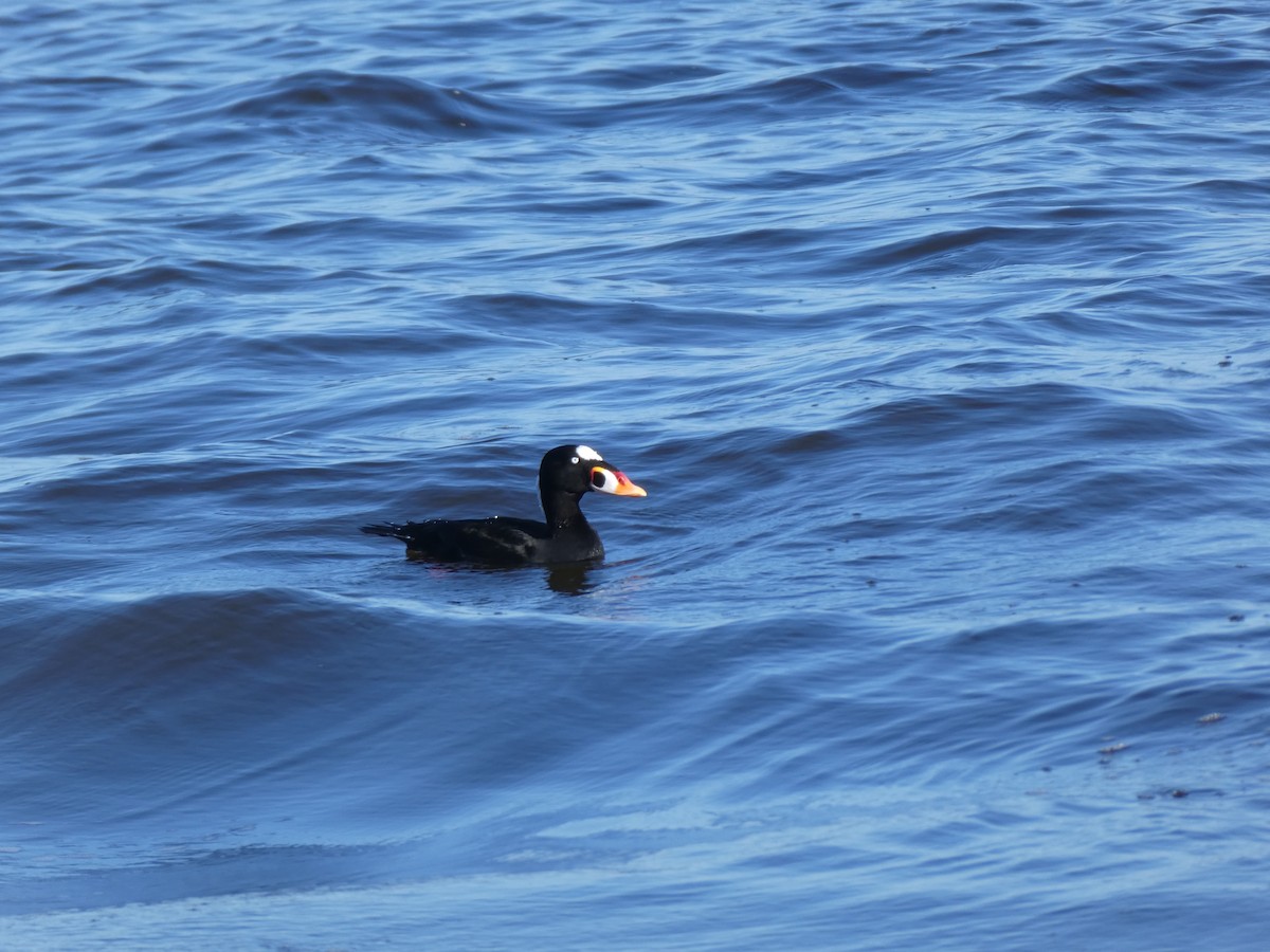 Surf Scoter - ML609458116