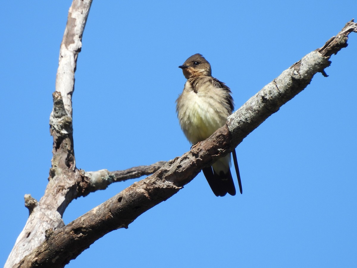 Southern Rough-winged Swallow - ML609458134