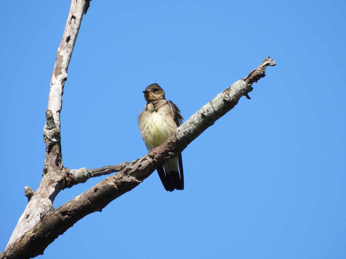 Southern Rough-winged Swallow - ML609458139