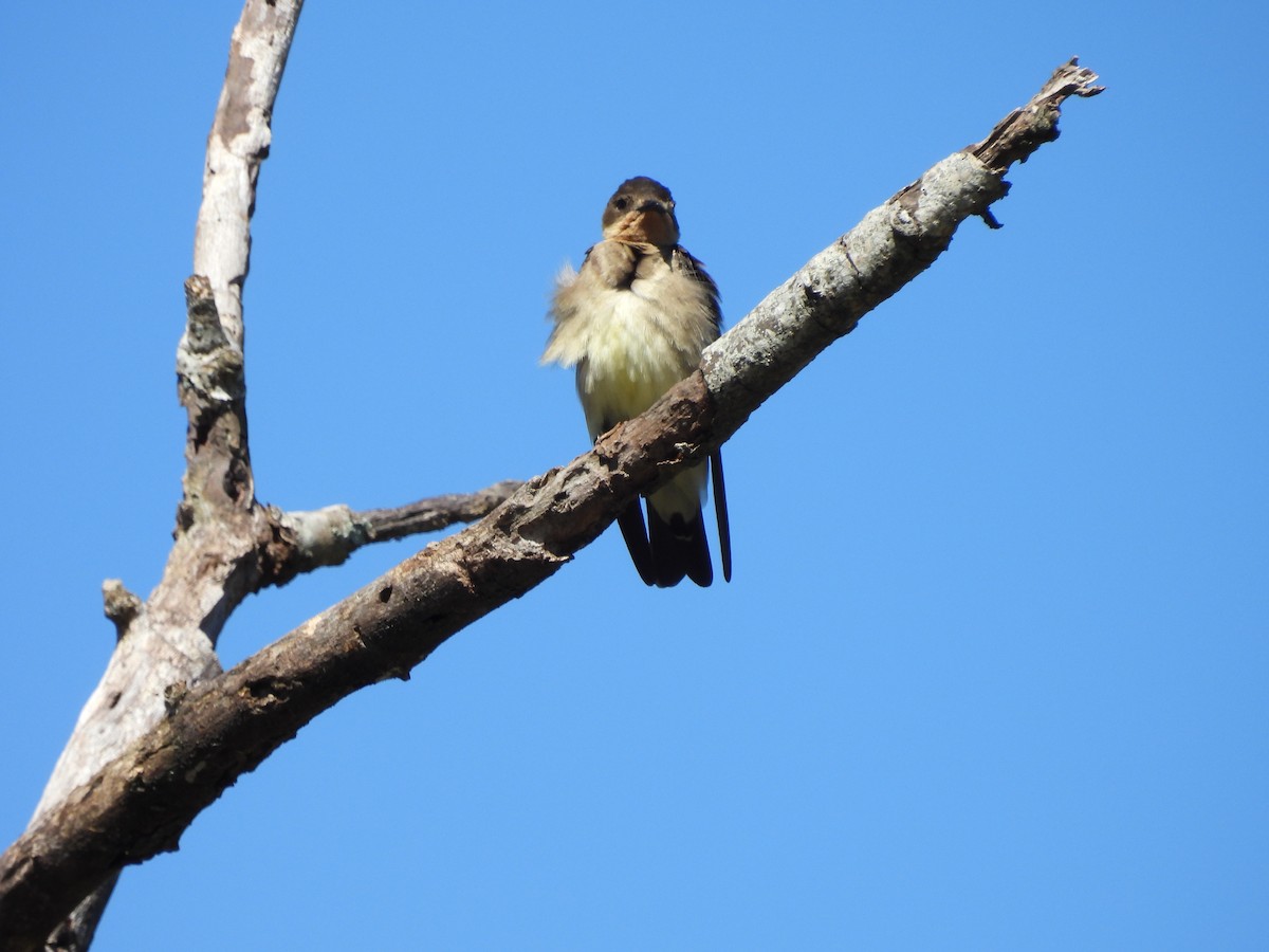 Southern Rough-winged Swallow - ML609458141